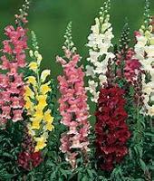 Fight the winter blahs with snapdragons