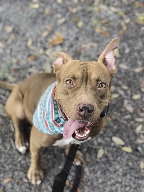 Brevard County Pet of the Week - Week of Feb. 19, 2021
