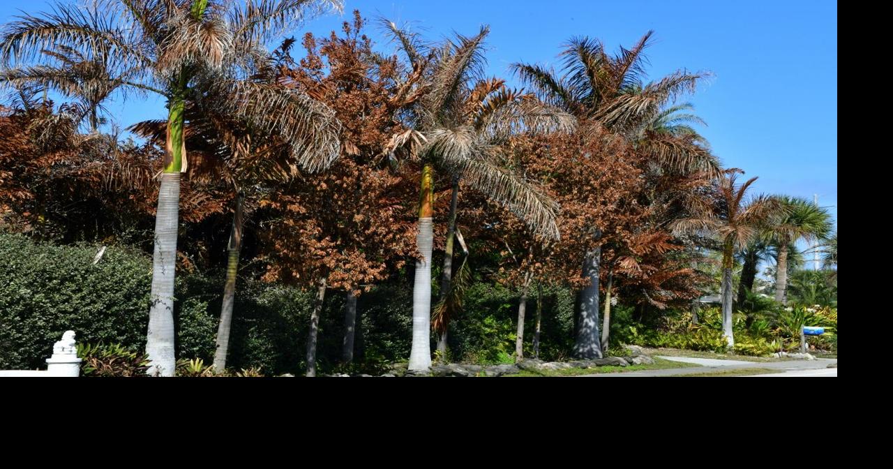 Brevard officials advise patience after freeze damage