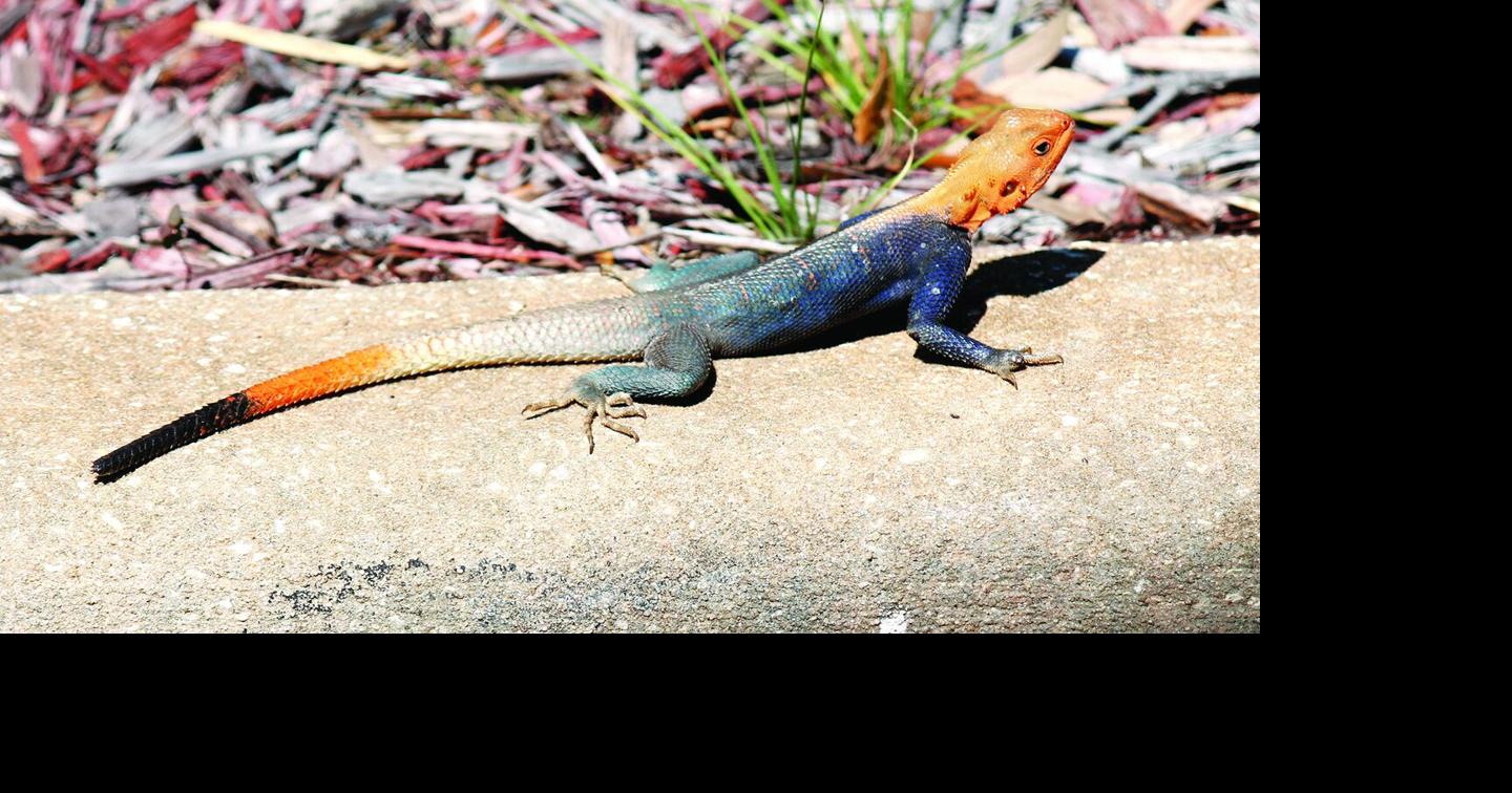 Have you seen these invasive lizards? | Brevard County ...