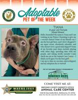 Adoptable Pet
