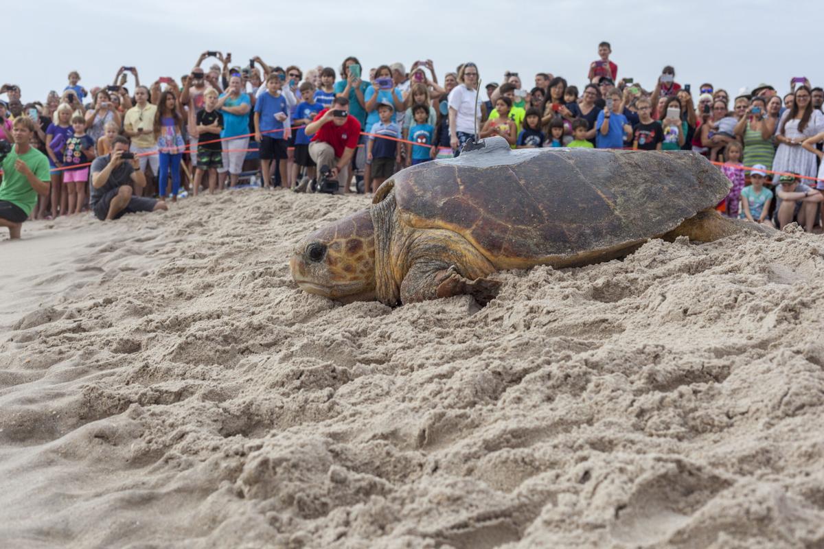 Sea Turtle Preservation Society saves stranded turtle in Melbourne Beach