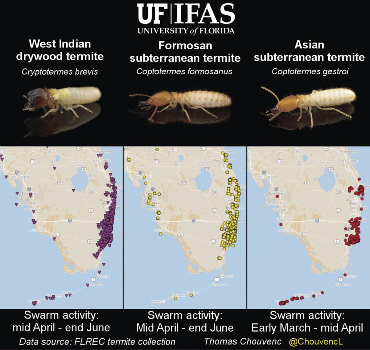 Invasive Termite Spread Monitored By Uf News Hometownnewsbrevard Com