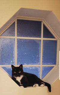 Pet Of The Week Hometownnewsbrevard Com