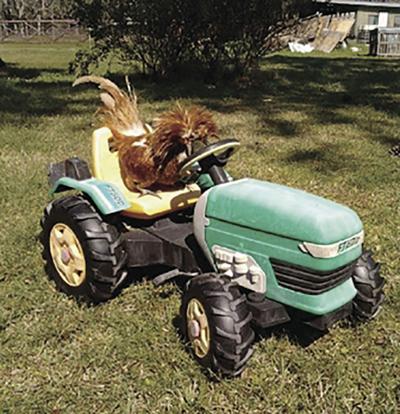 Class Fills Requirement Serves Those Passionate About Chickens