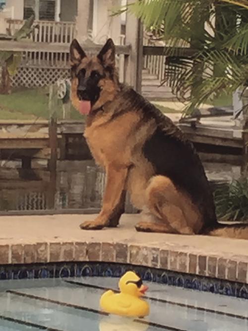 Pet of the Week - Week of Dec. 20, 2019