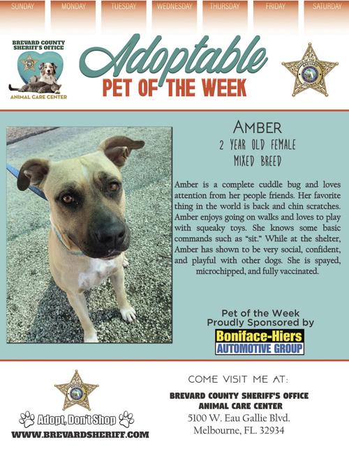 Adoptable Pet of the Week - Week of June 26, 2020