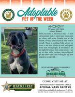 Adoptable Pet