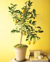 Growing citrus trees indoors