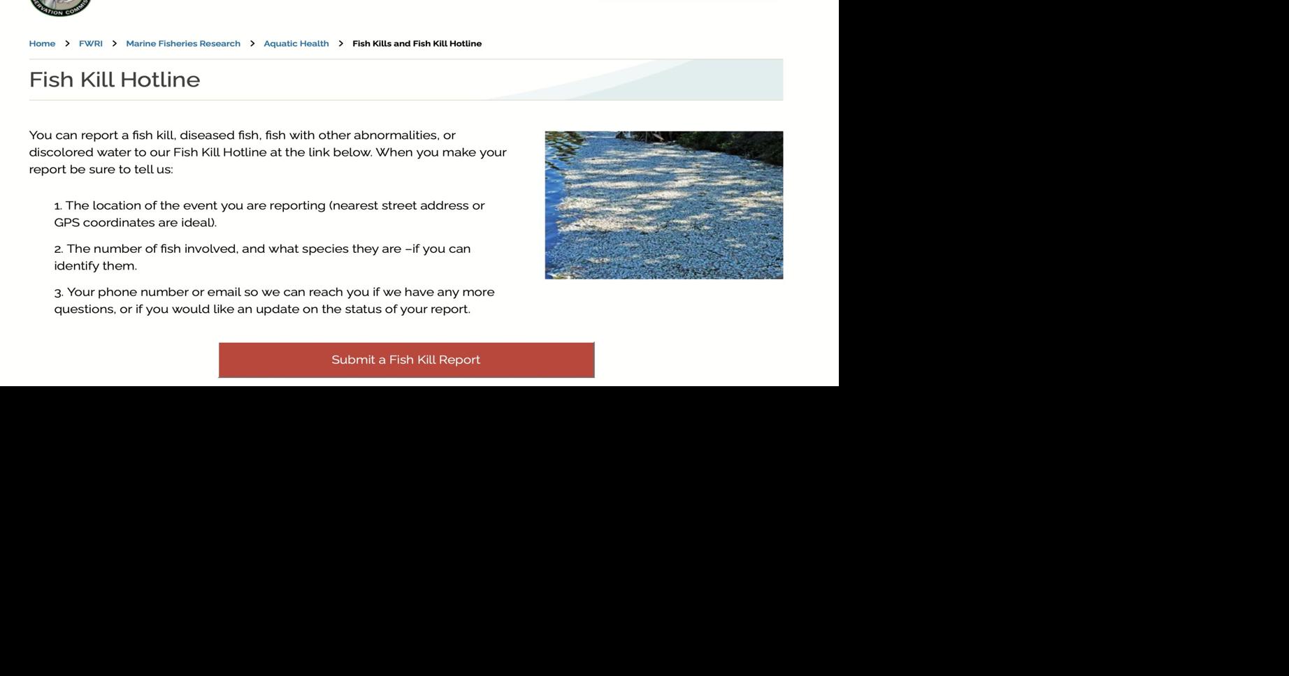 What is a Fish Kill and What Should You Do If You See One in Florida ...