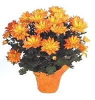Thanksgiving Mums can add color to your garden