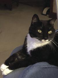Pet Of The Week Hometownnewsbrevard Com