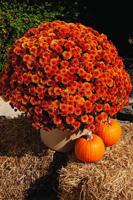 Add color to your Thanksgiving with Mums