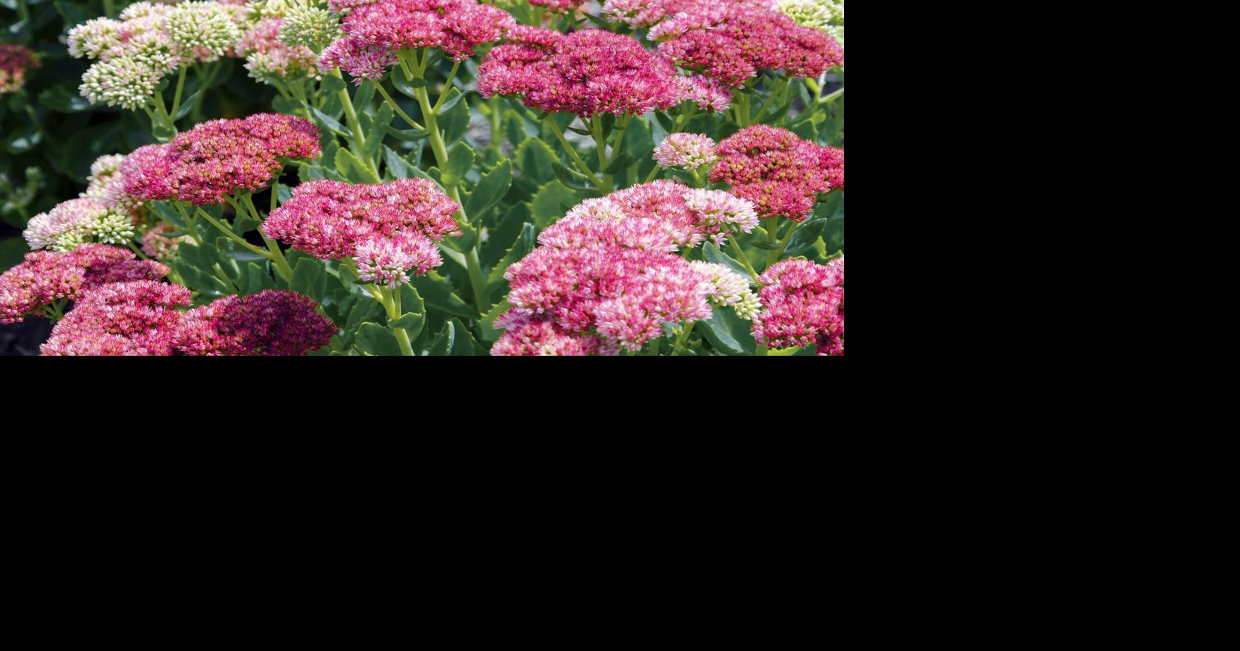 Get your garden ready for Fall | Columns | hometownnewsbrevard.com