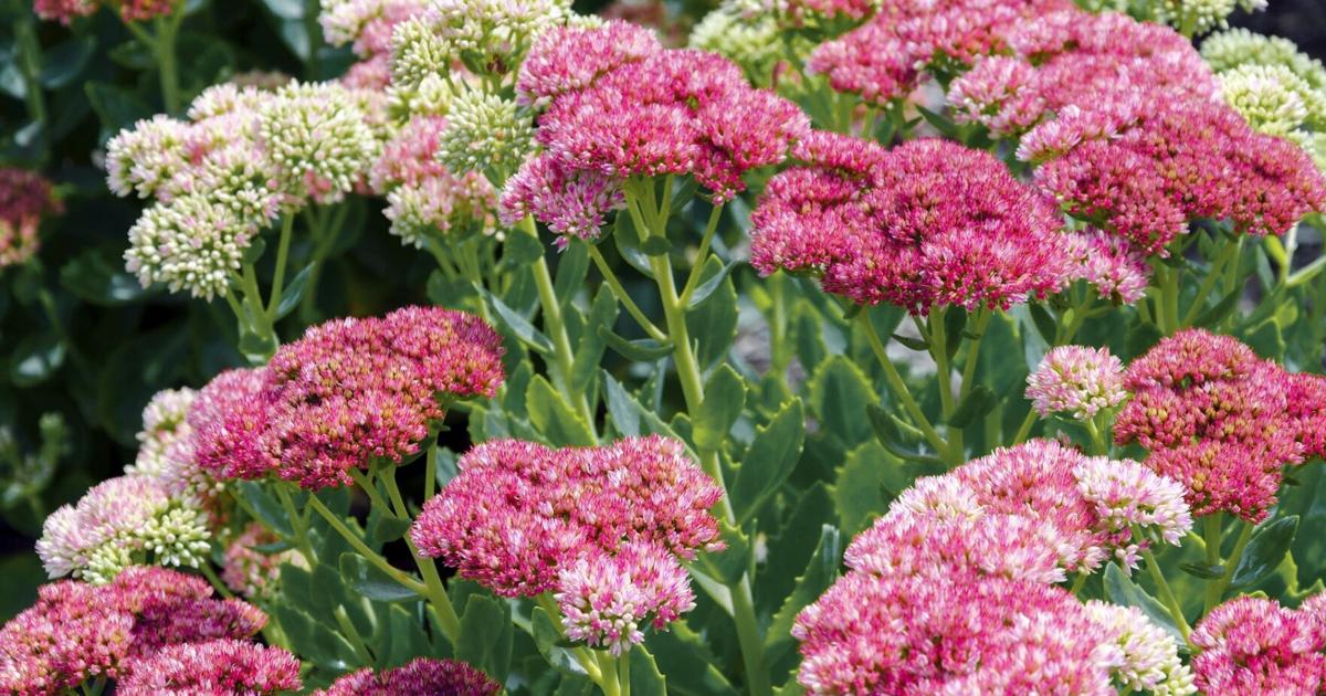 Get your garden ready for Fall | Columns | hometownnewsbrevard.com