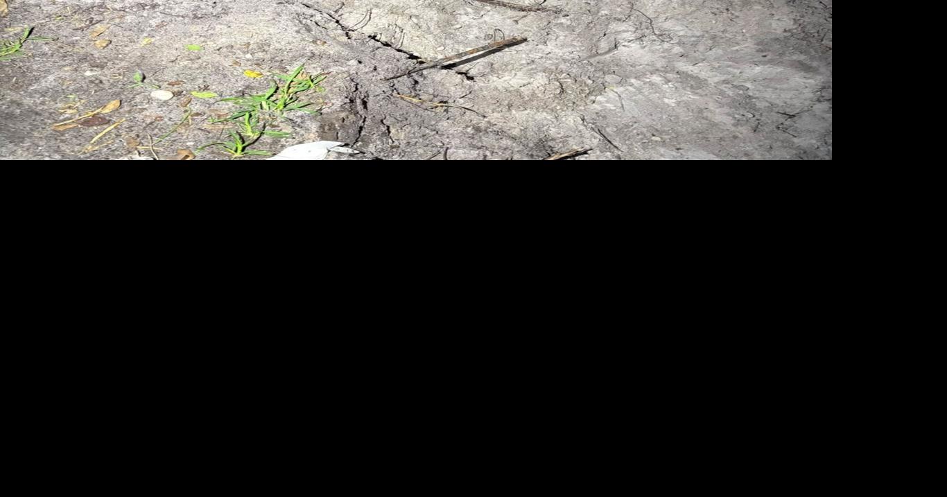 Woman found burying live cats at her mobile home, sheriff’s deputies ...