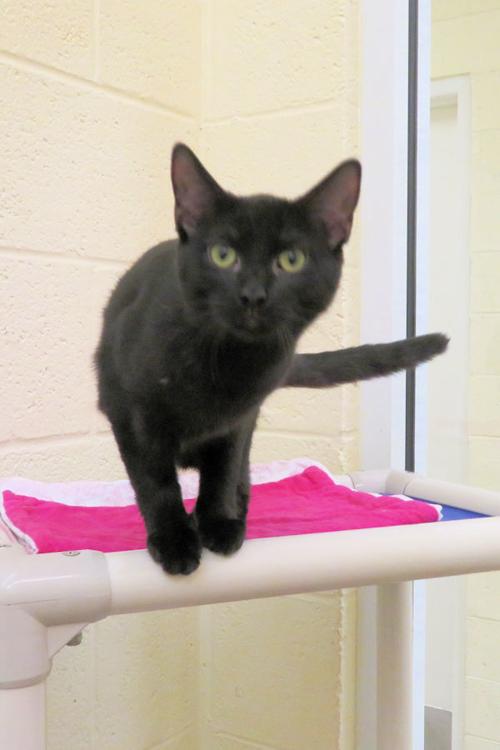 Indian River County Pet of the Week - Week of November 29