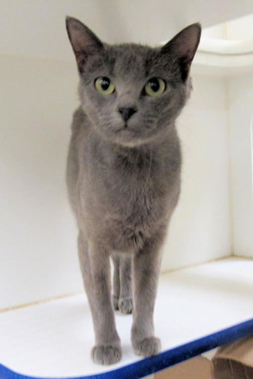 Indian River County Pet of the Week - Week of Nov. 13, 2020