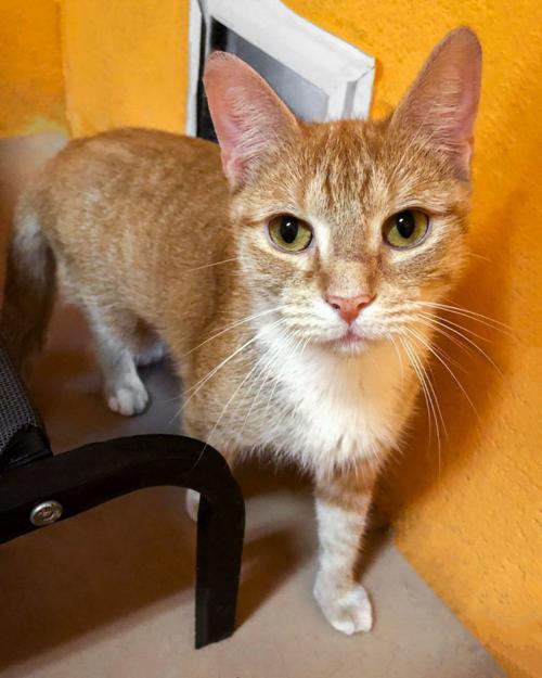 St Lucie County Pet Of The Week Week Of January 17 Multimedia
