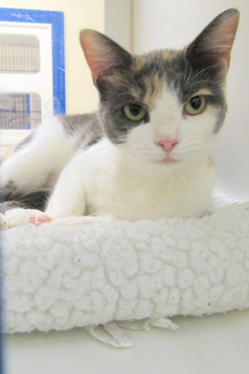 Indian River County Pet of the Week - Week of Oct. 16, 2020
