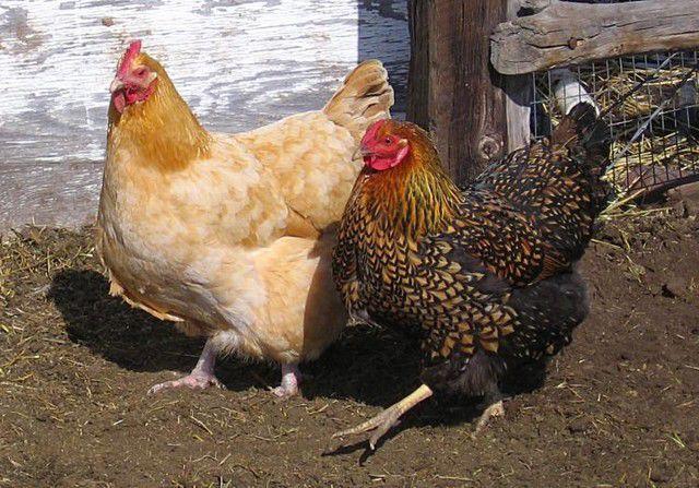 City Approves Cooped Chickens News Hometownnewstc Com