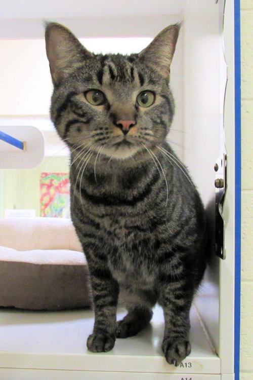 Indian River County Pet of the Week - Week of Feb. 19, 2021