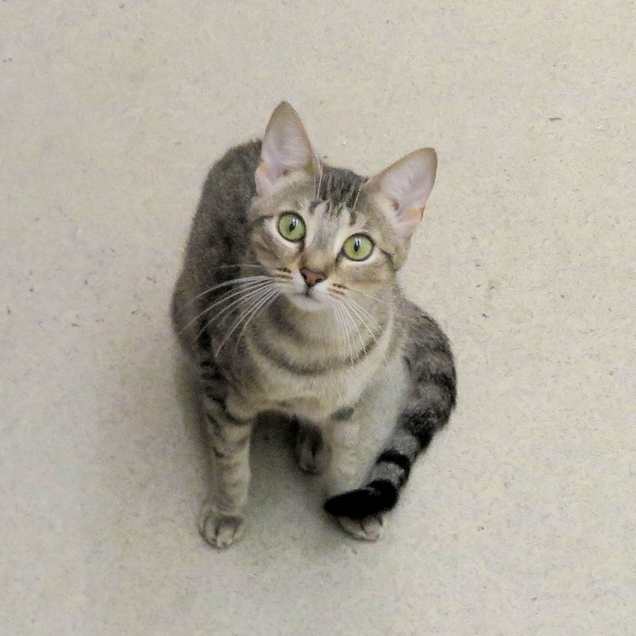 IRC Pet AIris