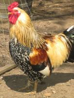 Council rejects move to ban roosters