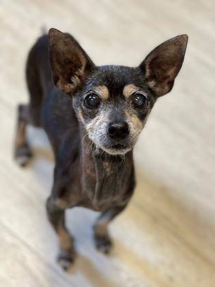 St. Lucie County Pet of the Week - Week of July 23, 2021