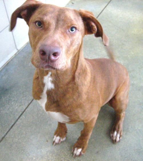 St. Lucie County Pet of the Week - Week of March 19, 2021