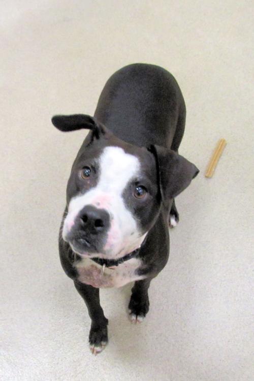 Indian River County Pet of the Week - Week of May 7, 2021