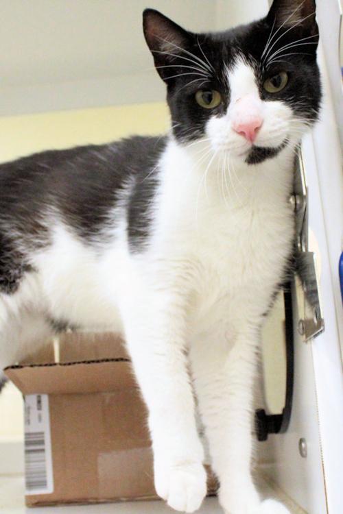 Indian River County Pet of the Week - Week of July 31, 2020