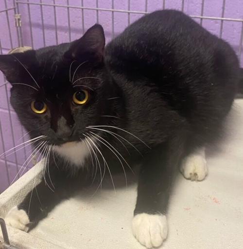 St. Lucie County Pet of the Week - Week of Nov. 20, 2020
