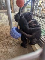Four rescued chimps arrive at Fort Pierce sanctuary