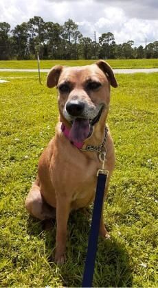 St. Lucie County Pet of the Week - Week of May 14, 2021