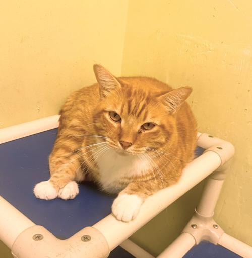 St. Lucie County Pet of the Week - Week of March 26, 2021