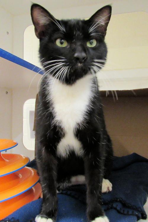 Indian River County Pet of the Week - Sept. 17, 2021