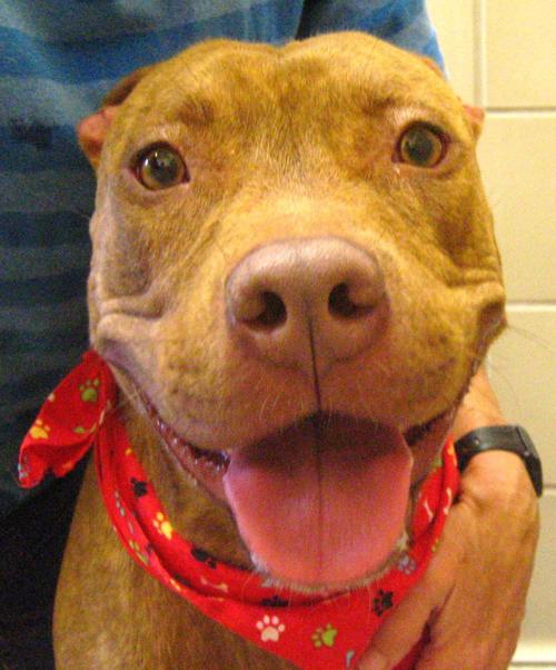 St. Lucie County Pet of the Week - Week of April 19, 2019