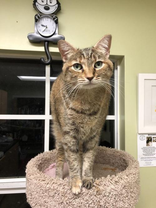 St. Lucie County Pet of the Week - Week of March 15, 2019