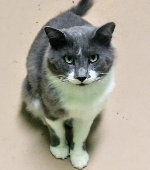 St. Lucie County Pet of the Week - Week of September 13