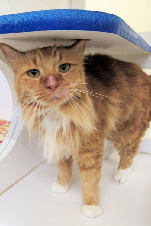 Indian River County Pet of the Week - Week of June 11, 2021