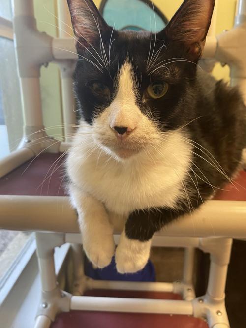 St. Lucie County Pet of the Week - Week of Oct. 9, 2020