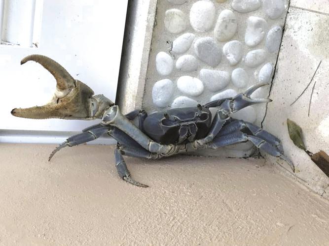 Principal 143+ imagen crabs from toilet seat In.thptnganamst.edu.vn