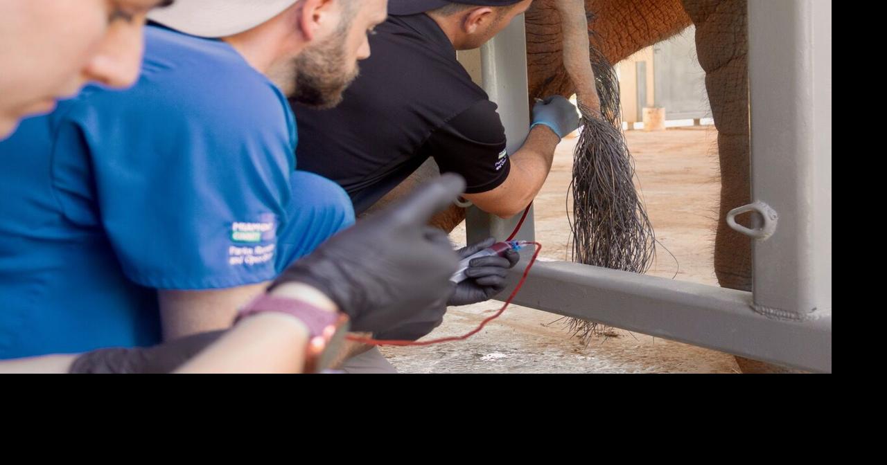 One Tank Wonder:When a virus strikes without warning, elephants now have a fighting chance