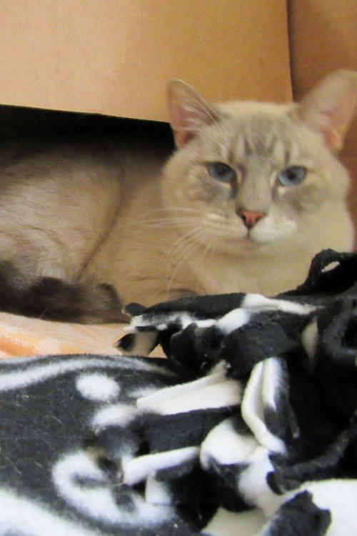 Indian River County Pet of the Week - Week of Oct. 9, 2020