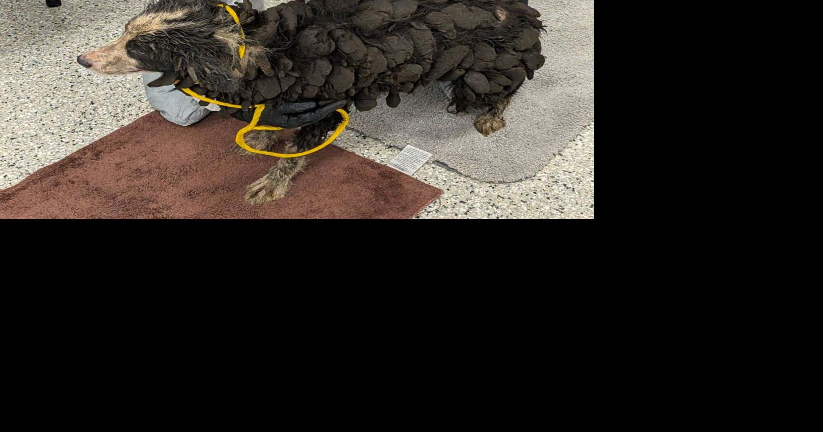 Border Collies found  in ‘deplorable conditions’ at Palm City home