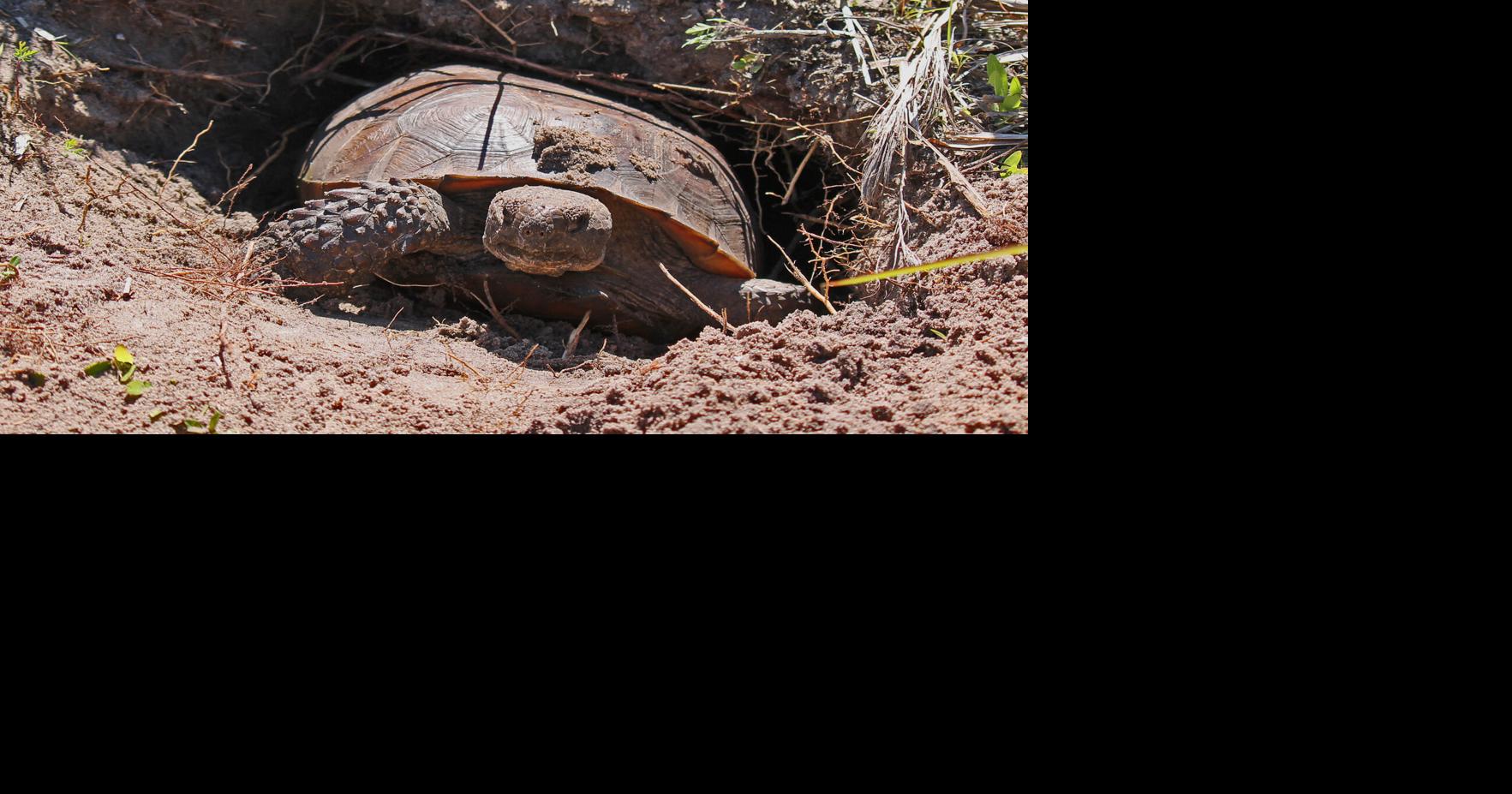 Input sought on gopher tortoise protection | News | hometownnewstc.com