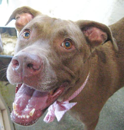 Pet of the Week - St. Lucie County - September 6 - September 13