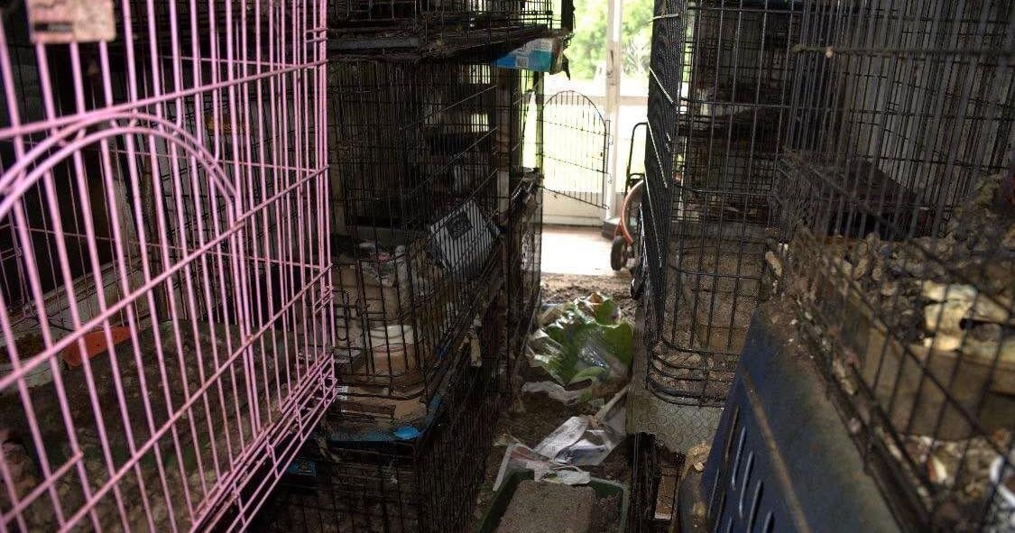 Rescued cats, dogs from Foxwoods home now in hands of local Humane Society