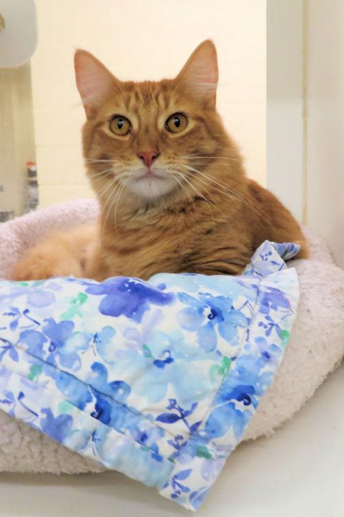 Indian River County Pet of the Week - Week of September 13